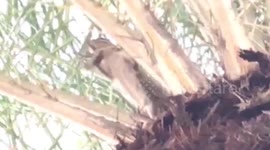 Squirrel appears to throw frog at filmer