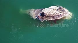 Great White Shark eating a Whale