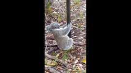 Baby Koala caught on barbed wire -  part 1
