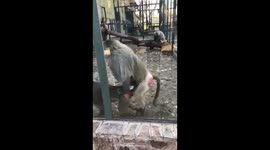 Two monkeys shigging in the zoo