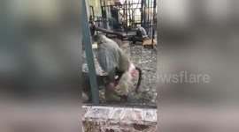 Newsflare Edit - Two monkeys shigging in the zoo