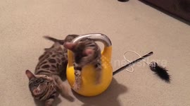 Bengal Kittens do a kettlebell workout…. kind of