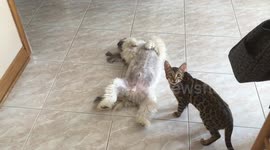Bengal cat is deeply concerned when he sees his Shih Tzu Dog Uncle begging