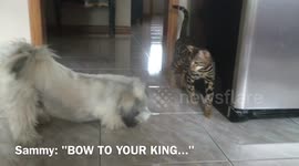 Bengal cat gets dog to bow to him