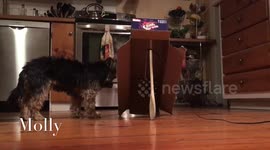 How to catch a Bengal Cat with a box-and-stick trap