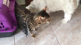 Bengal cat loves hanging out with his Shih Tzu dog uncle