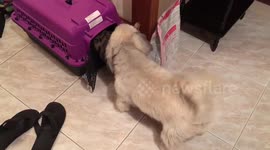 Cute reunion: Shih Tzu Dog is extremely excited to see Bengal cats