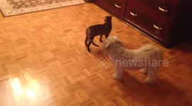 Bengal cat and dog playfight