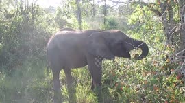 Big baby elephant enjoying some flowers