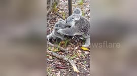 Mother koala rescues baby caught on barbed wire
