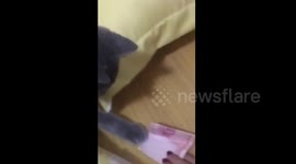 The cat is protective over its money