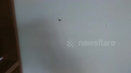 Arachnophobia at it's finest - Partner scared of spider - Spider Removal