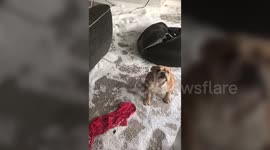 Guilty puppy caught 'red pawed' after mauling a beanbag