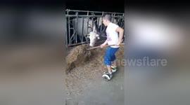 Boy feeds cows on a hoverboard