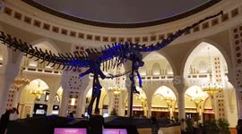 Dinosaur - Diolodocus Longus - Dubai Mall
