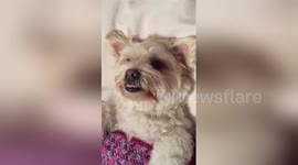 Dog gets tucked up in bed like a person