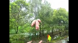 More than 100 pigs escape into ditch beside motorway after crash