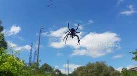 The Spider and the Fly
