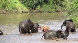 Rare footage of elephant calf born pink due to albinism