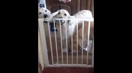 Smart Dog opens stairgate with nose