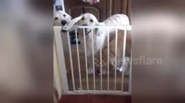 Newsflare Edit - Smart Dog opens stairgate with nose