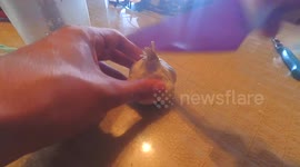 How to peel a Garlic fast