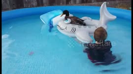 Shark boat