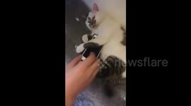 Don't touch this cat's phone