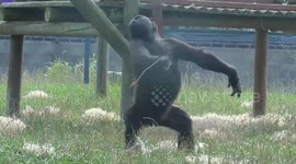 Gorilla youngster and baby brother show off ballet skills