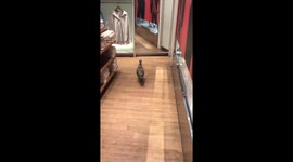 Seagull shopping at Uniqlo