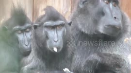 Animals And The English weather