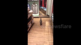 Newsflare Edit - Seagull shopping at Uniqlo