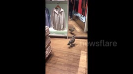 Seagull goes shopping in London