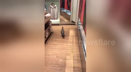 Newsflare Edit - Seagull shopping at Uniqlo