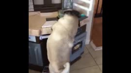 Pug thief
