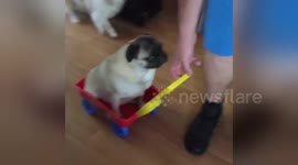 Newsflare Edit - Pug taxi