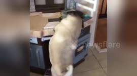 Newsflare Edit - Pug thief