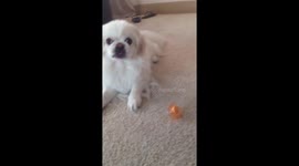 A peke and his binky