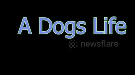 Dogs Life