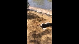 Crazy Dog @ Lake Tahoe