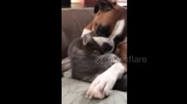 Kitten and Dog Love Fest