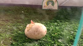 Hatching