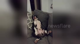 Newsflare Edit - Sleeping boxer puppy