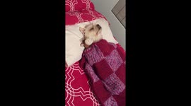 Giz The Dog Gets Put To Bed Like A Baby