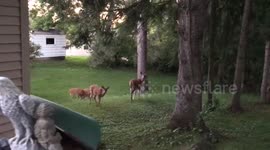 Fawn Hit On The Head By Fluffy Tortilla