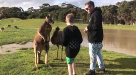 Kangaroo punches boy in the face