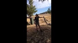 Trees hurt