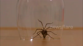 Trapped Spider