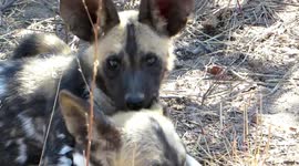 African wild dog puppy becomes bored, then starts chewing on brother's ear