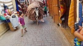 The Train of donkeys in Morocco!